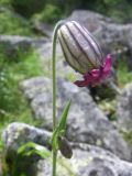 Gastrolychnis tristis. Цветок. Республика Алтай, Усть-Коксинский р-н, Катунский хребет, озеро Крепкое, каменистый берег. Высота 1700 м н.у.м. 08.07.2016.