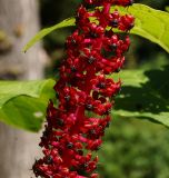 Phytolacca acinosa