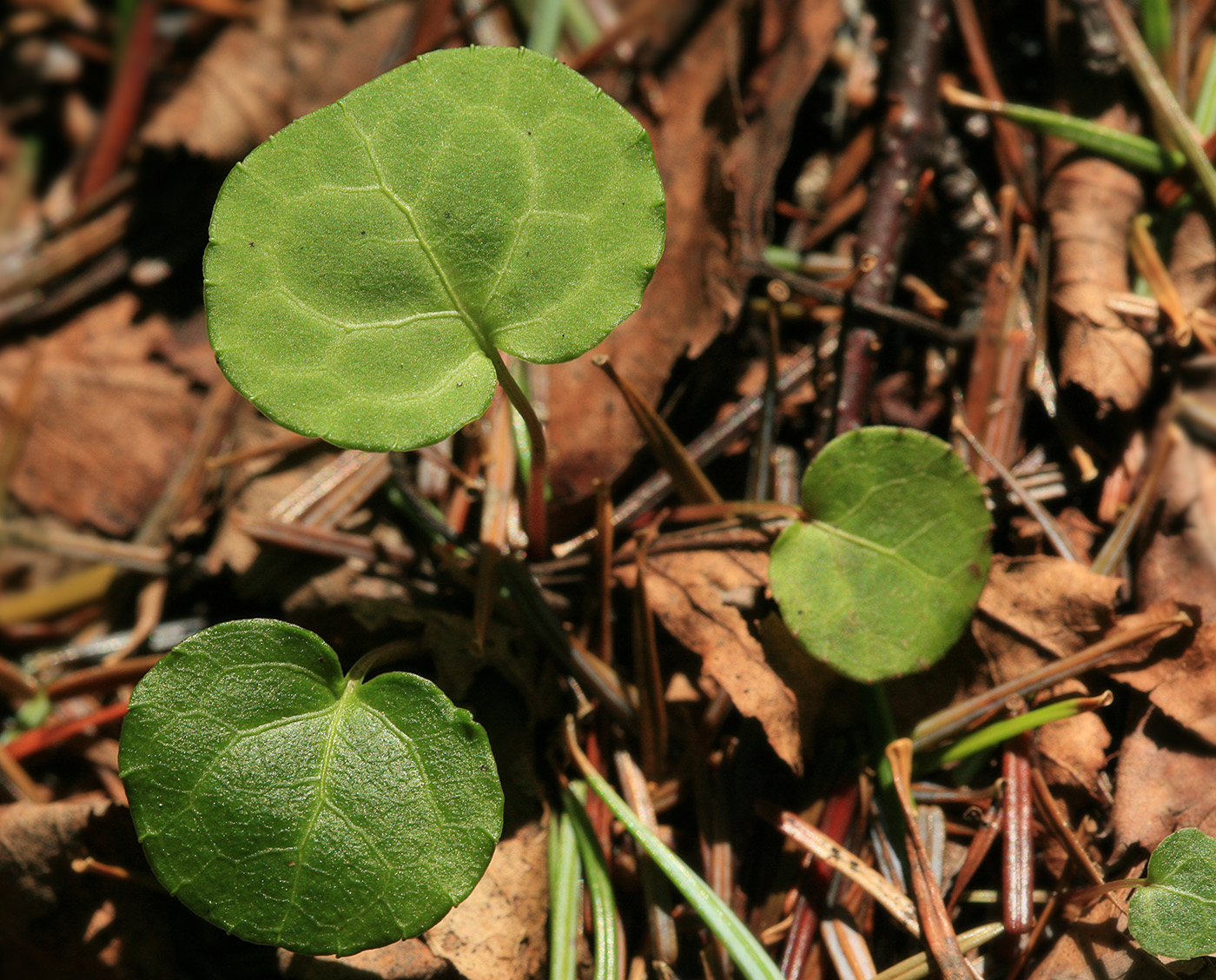 Image of Pyrola renifolia specimen.