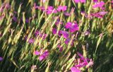 Dianthus acantholimonoides. Цветки и завязи плодов. Черноморское побережье Кавказа, г. Новороссийск, в культуре. 16 июля 2016 г.