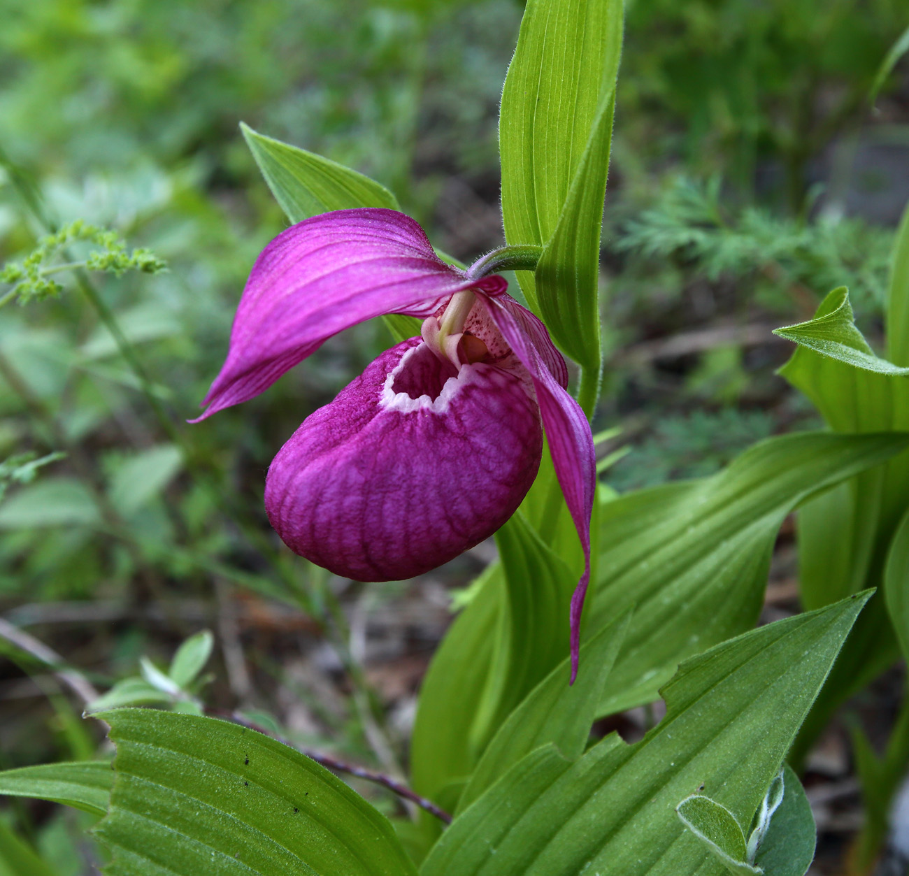 Изображение особи Cypripedium macranthos.