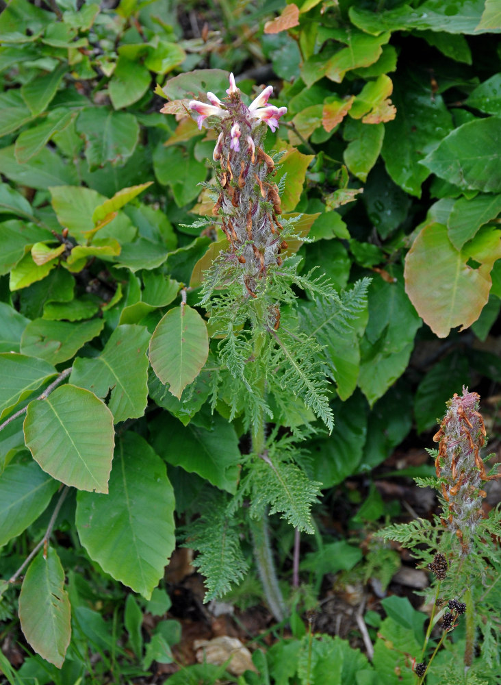 Изображение особи Pedicularis condensata.