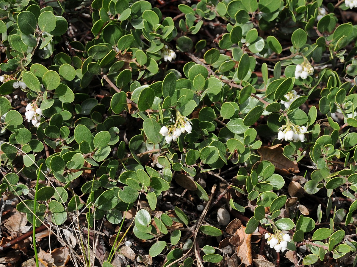 Изображение особи Arctostaphylos montana ssp. ravenii.