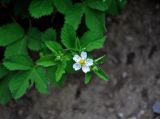 Potentilla elatior