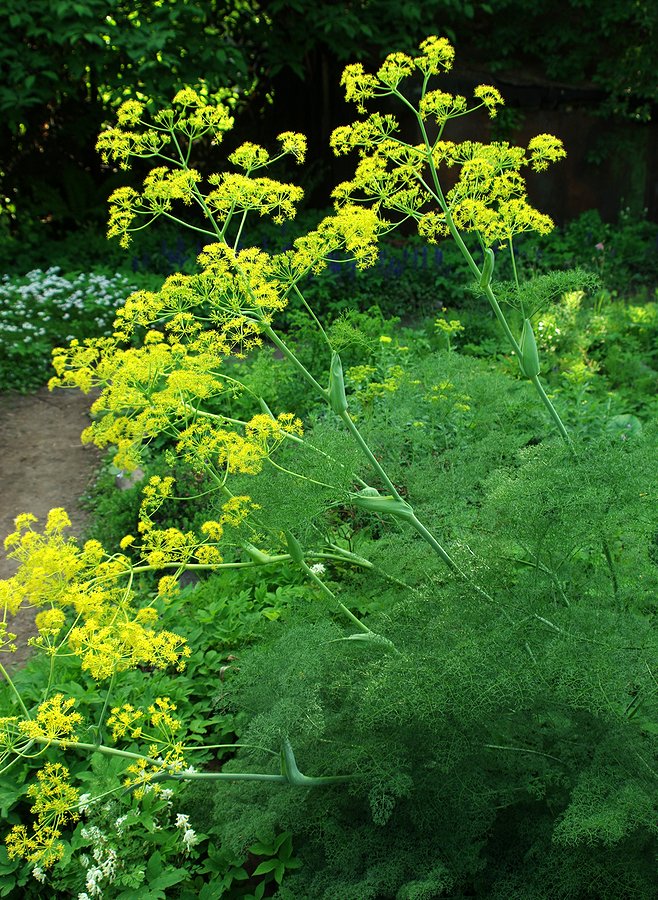 Изображение особи Ferula angreni.