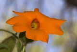 Thunbergia gregorii