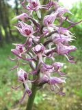 Orchis simia