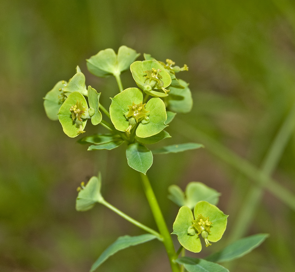 Изображение особи Euphorbia borodinii.