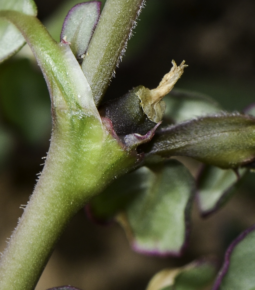 Изображение особи Trianthema portulacastrum.