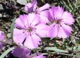 Dianthus repens. Цветки. Чукотка, Билибинский р-н, долина руч. напротив рудника Каральвеем, обочина грунтовой дороги. 12.07.2018.