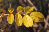 Rosa rugosa. Лист в осенней раскраске. Московская обл., Воскресенский р-н, дачный пос. Белое озеро, в озеленении. 5 ноября 2018 г.