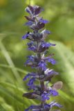 Ajuga reptans