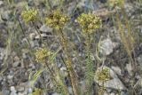 Pseudosedum longidentatum