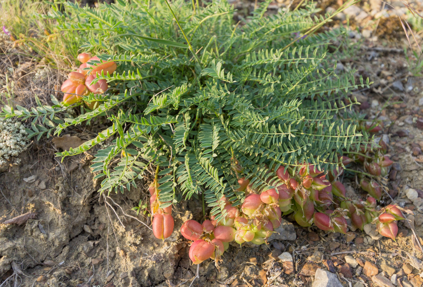 Изображение особи Astragalus suprapilosus.