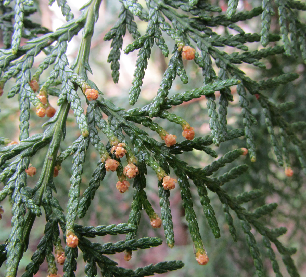 Изображение особи Platycladus orientalis.