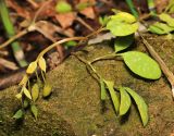 Corydalis repens