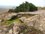 Juniperus polycarpos