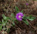 семейство Aizoaceae. Верхушка веточки с цветком. Израиль, Шарон, г. Тель-Авив, ботанический сад \"Сад кактусов\". 03.05.2021.