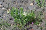 Argusia sibirica