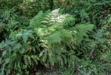 Athyrium monomachii. Спороносящие растения. Приморье, Партизанский р-н, мыс Клыкова, опушка широколиственного леса. 30.07.2021.