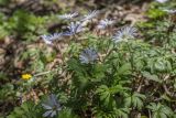 Anemone banketovii. Цветущие растения. Краснодарский край, м/о г. Новороссийск, южный склон Маркотхского хребта, дубово-буково-грабовый лес. 02.05.2021.