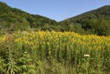 Solidago gigantea