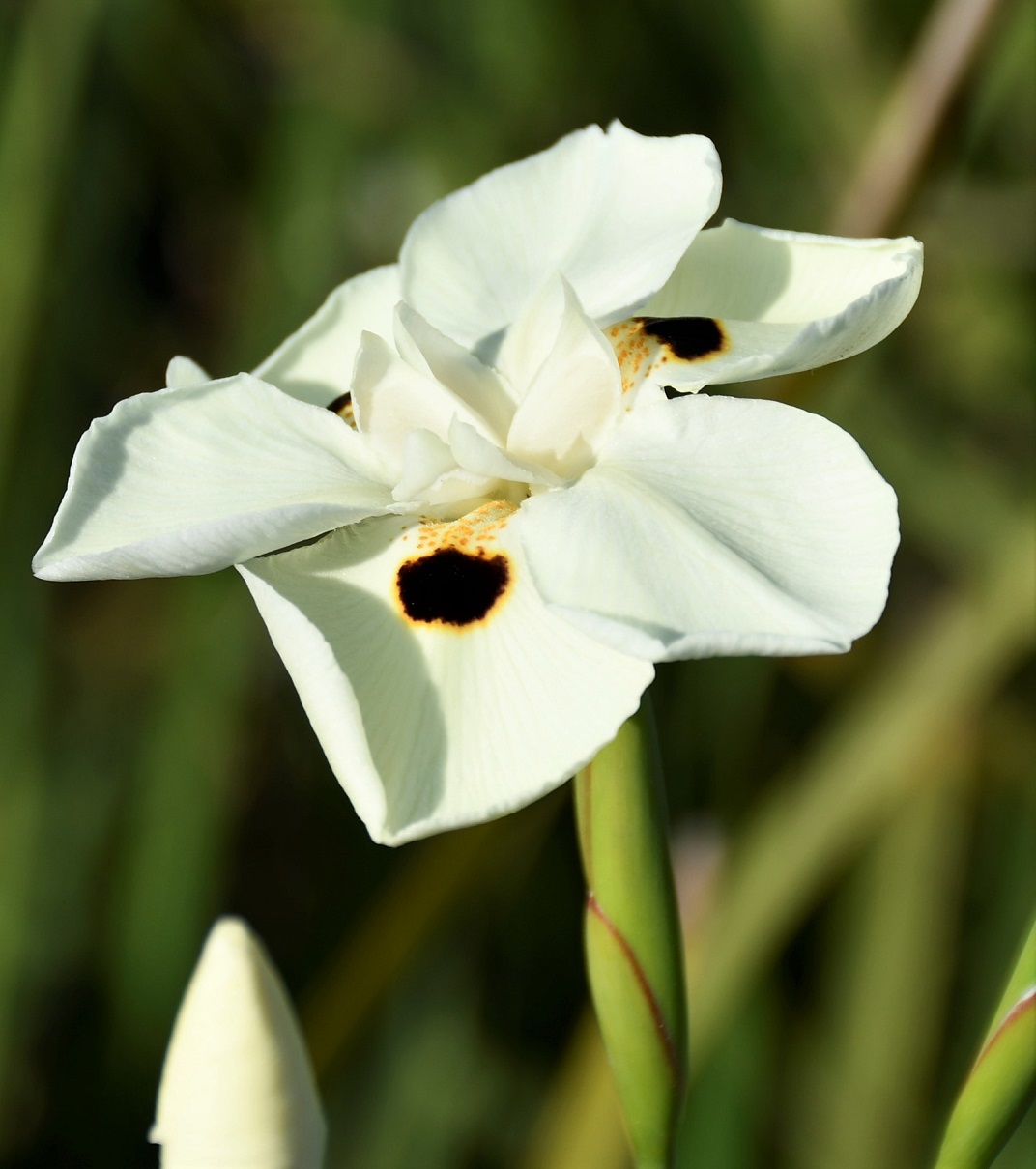 Изображение особи Dietes bicolor.