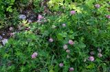 Trifolium medium