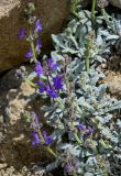 Salvia canescens