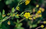 genus Potentilla. Верхушка побега с соцветием. Красноярский край, гор. округ Норильск, пос. Снежногорск, подножие лугового склона. 27.07.2023.