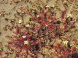 Drosera intermedia. Цветущие растения на песчаном берегу. Нидерланды, провинция Drenthe, национальный парк Dwingelderveld, Koelevaartsveen. 25 июля 2008 г.