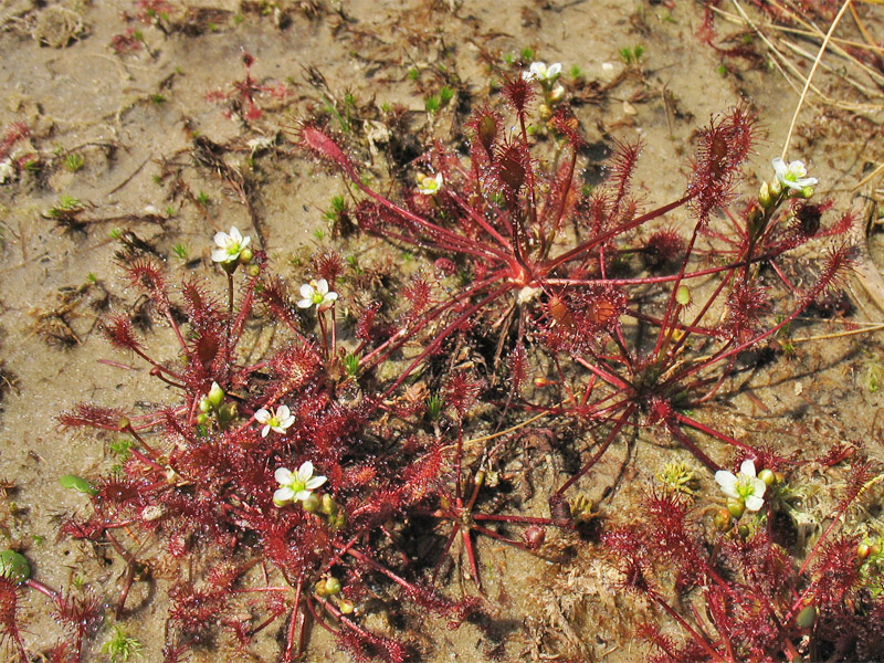 Изображение особи Drosera intermedia.