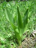 Colchicum umbrosum. Вегетативный побег. Крым, Байдарская долина, окр. с. Кизиловое. 18.05.2010.