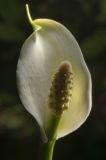 Calla palustris