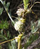 Cuscuta approximata