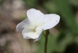 Viola accrescens