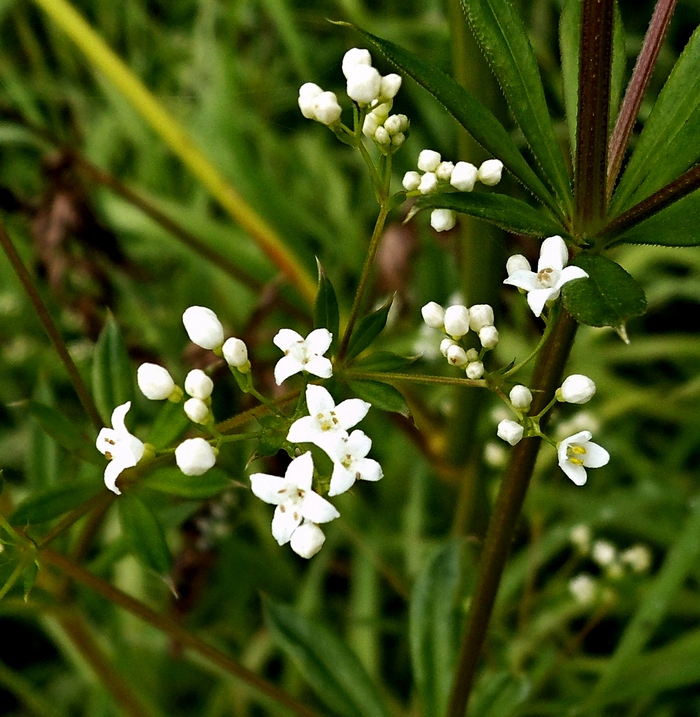 Изображение особи Galium rivale.