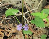 Glechoma hederacea