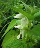 Lamium album ssp. orientale