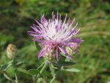 Centaurea biebersteinii