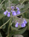 Mertensia sibirica