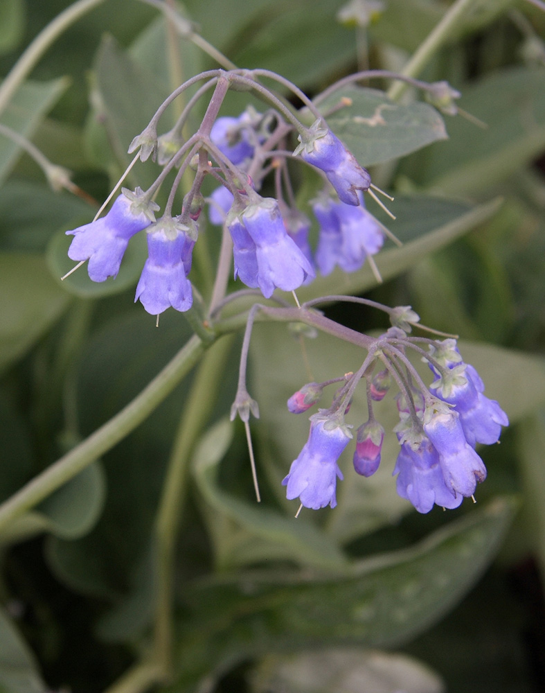 Изображение особи Mertensia sibirica.