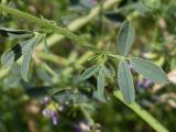 Medicago sativa. Листья. Ростовская обл., Азовский р-н, с. Кугей, степной склон балки. 08.06.2012.