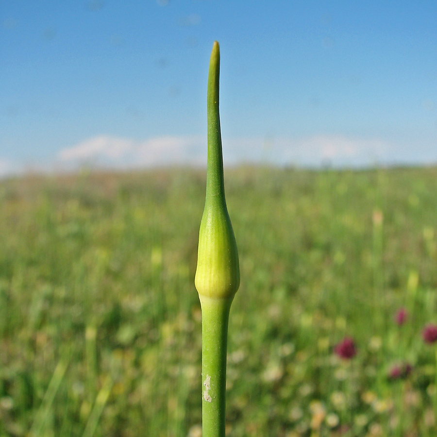 Изображение особи Allium guttatum.
