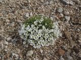 Minuartia macrocarpa