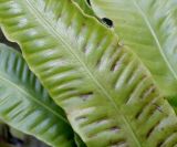 Phyllitis scolopendrium. Средняя часть вайи. Германия, г. Essen, Grugapark. 29.09.2013.