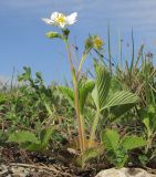 Fragaria viridis. Цветущее растение. Краснодарский край, г. Новороссийск, пер. Волчьи ворота, степь на склоне горы. 19.04.2014.