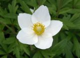 Anemone sylvestris