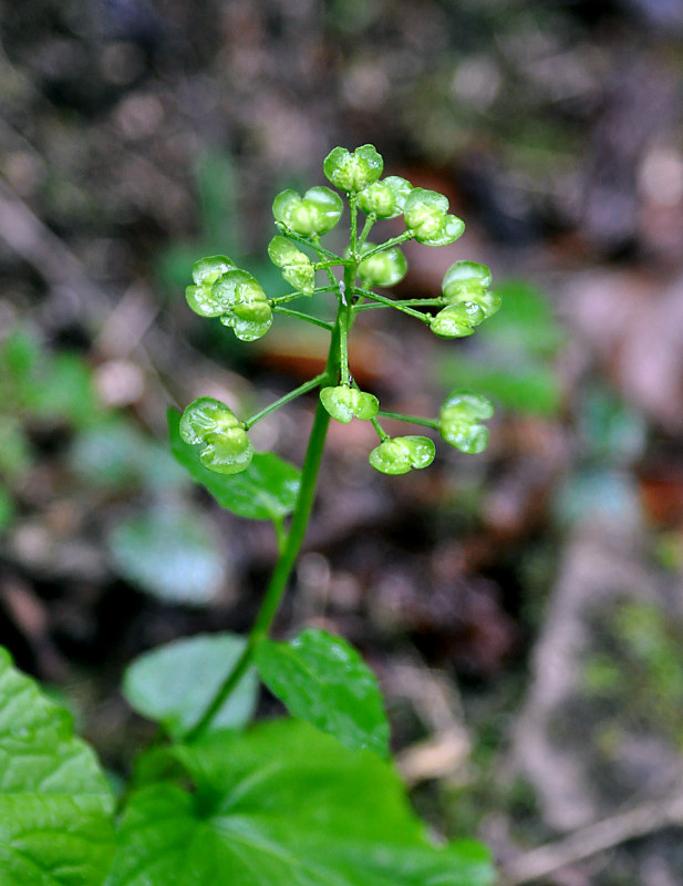 Изображение особи Pachyphragma macrophyllum.