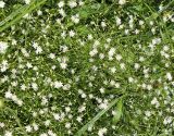 Stellaria graminea